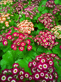 Rot Cineraria Blumensamen zur Aussaat duftend Blüten Traditionssorte & ohne Gentechnik Samen Hausgarten
