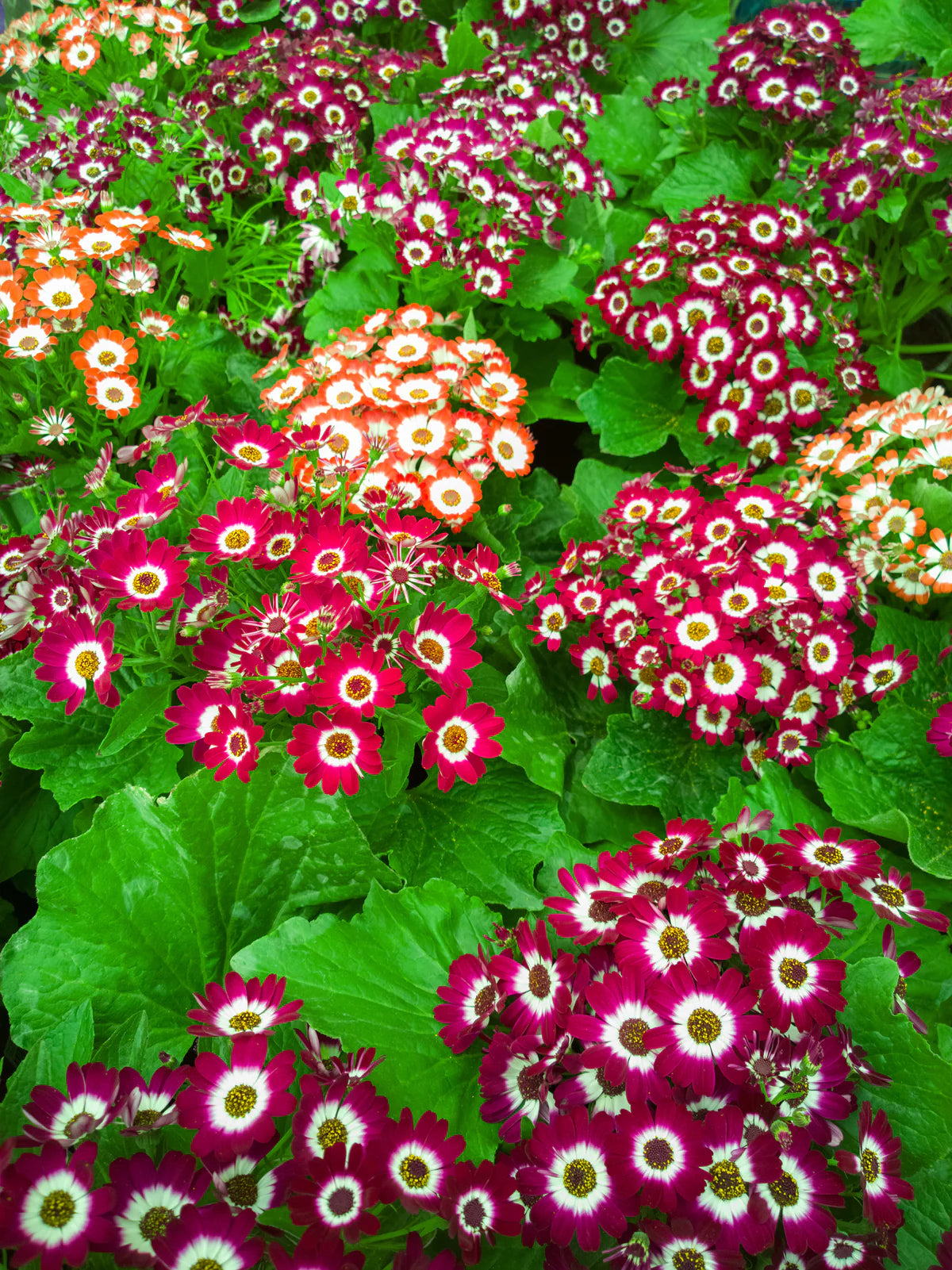 Cineraria Blumensamen zur Aussaat Schnitt Blume beliebt Traditionssorte & ohne Gentechnik Samen Hausgarten