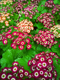 Cineraria Blumensamen zur Aussaat Schnitt Blume beliebt Traditionssorte & ohne Gentechnik Samen Hausgarten