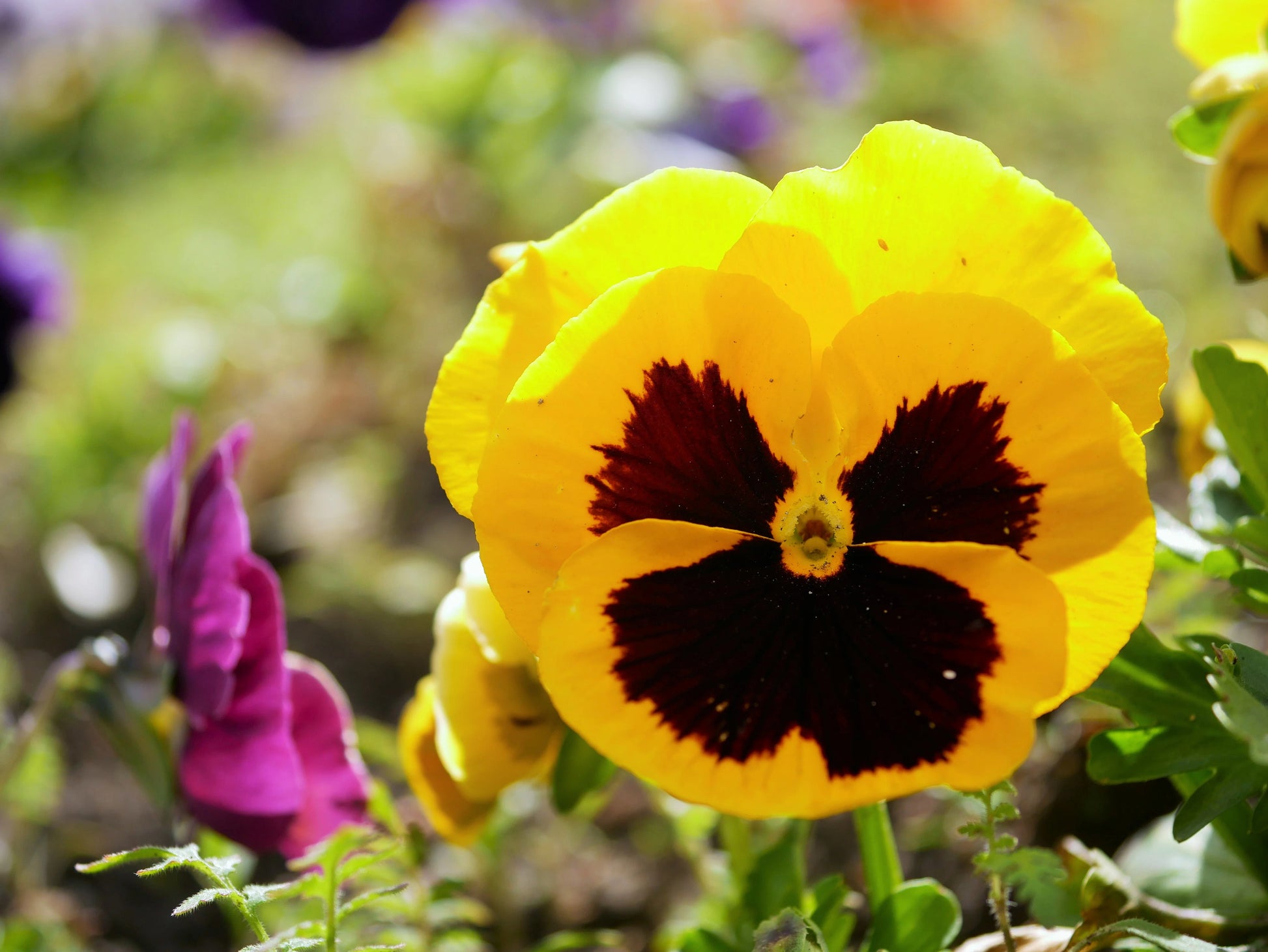 Tricolor Stiefmütterchen Blumensamen zur Aussaat – Schnitt Blume beliebt – Traditionssorte & ohne Gentechnik Samen Hausgarten