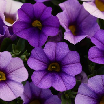 Futaba Petunie Kabloom Calibrachoa Samen Tinted Lila Blumensamen zur Aussaat pflegeleicht Traditionssorte & ohne Gentechnik Samen Hausgarten