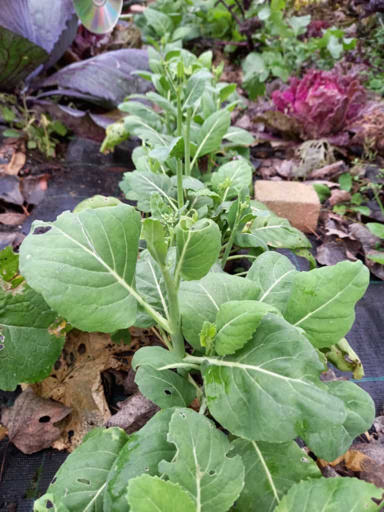 Green Kai-LAN Samen for für den Hausgarten