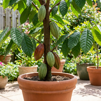 Kakaosamen Theobroma cacao