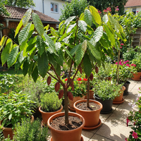 Kakaosamen Theobroma cacao