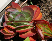 Kalanchoe gastonis garten blooms from samen