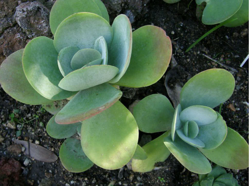 Thyrsiflora blume samen for anpflanzung perfect for borders heirloom & gmo free samen for home garten 
 
 sale for anpflanzung in home garten