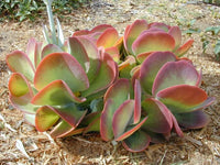 Kalanchoe gastonis mixed blume samen for anpflanzung