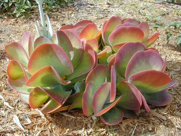 Kalanchoe gastonis mixed blume samen for anpflanzung