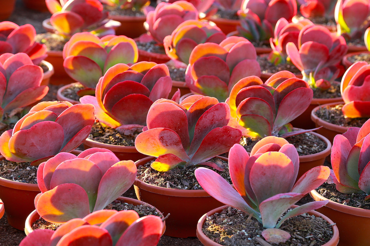 Container anpflanzung kalanchoe gastonis samen
