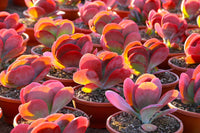 Container anpflanzung kalanchoe gastonis samen