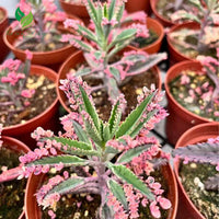 Braun Flammendes Käthchen Bonsai Blumensamen zur Aussaat – Schnitt Blume beliebt – Traditionssorte & ohne Gentechnik Samen Hausgarten