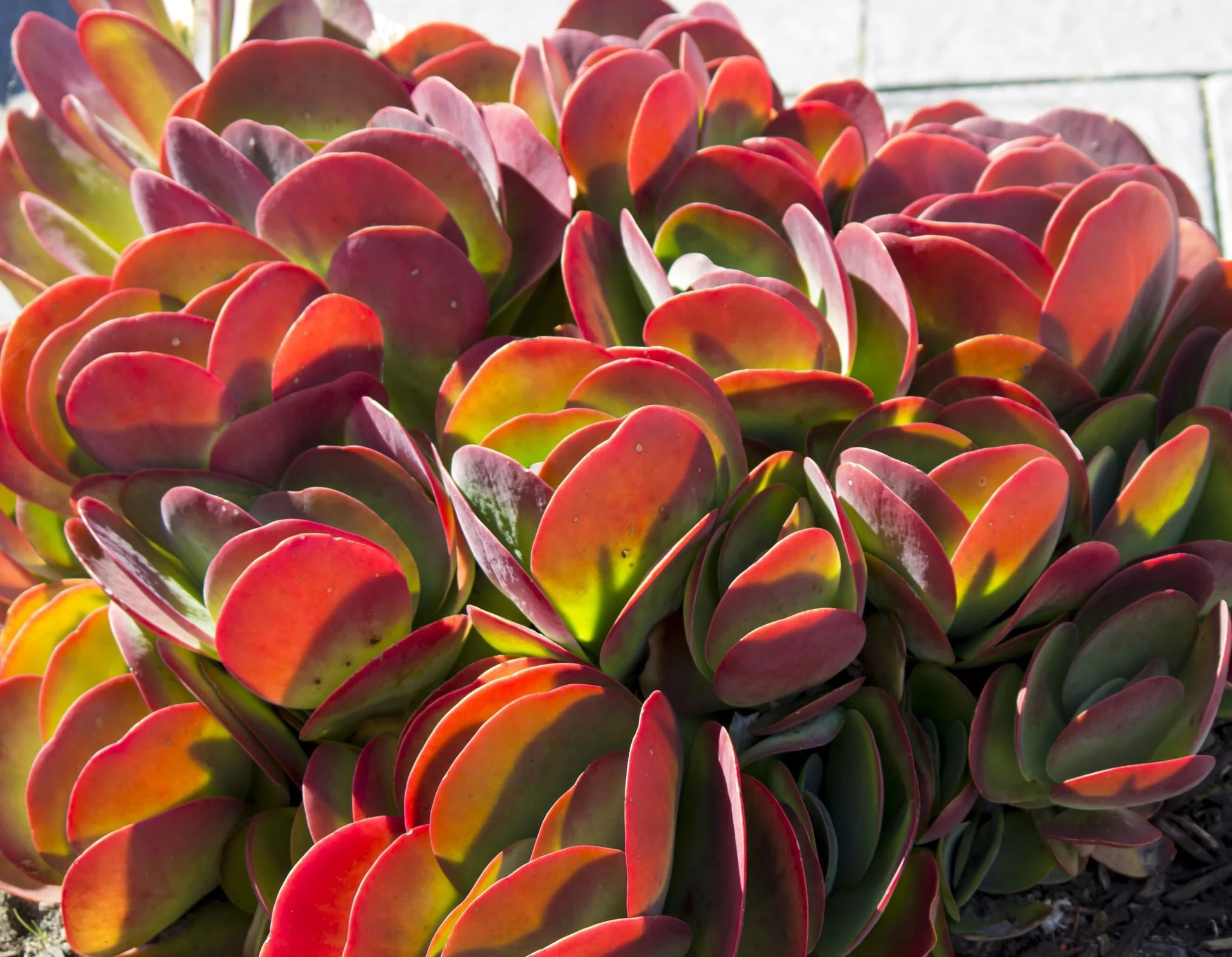Flammendes Käthchen Humilis Blumensamen zur Aussaat Halbschatten verträglich Traditionssorte & ohne Gentechnik Samen Hausgarten