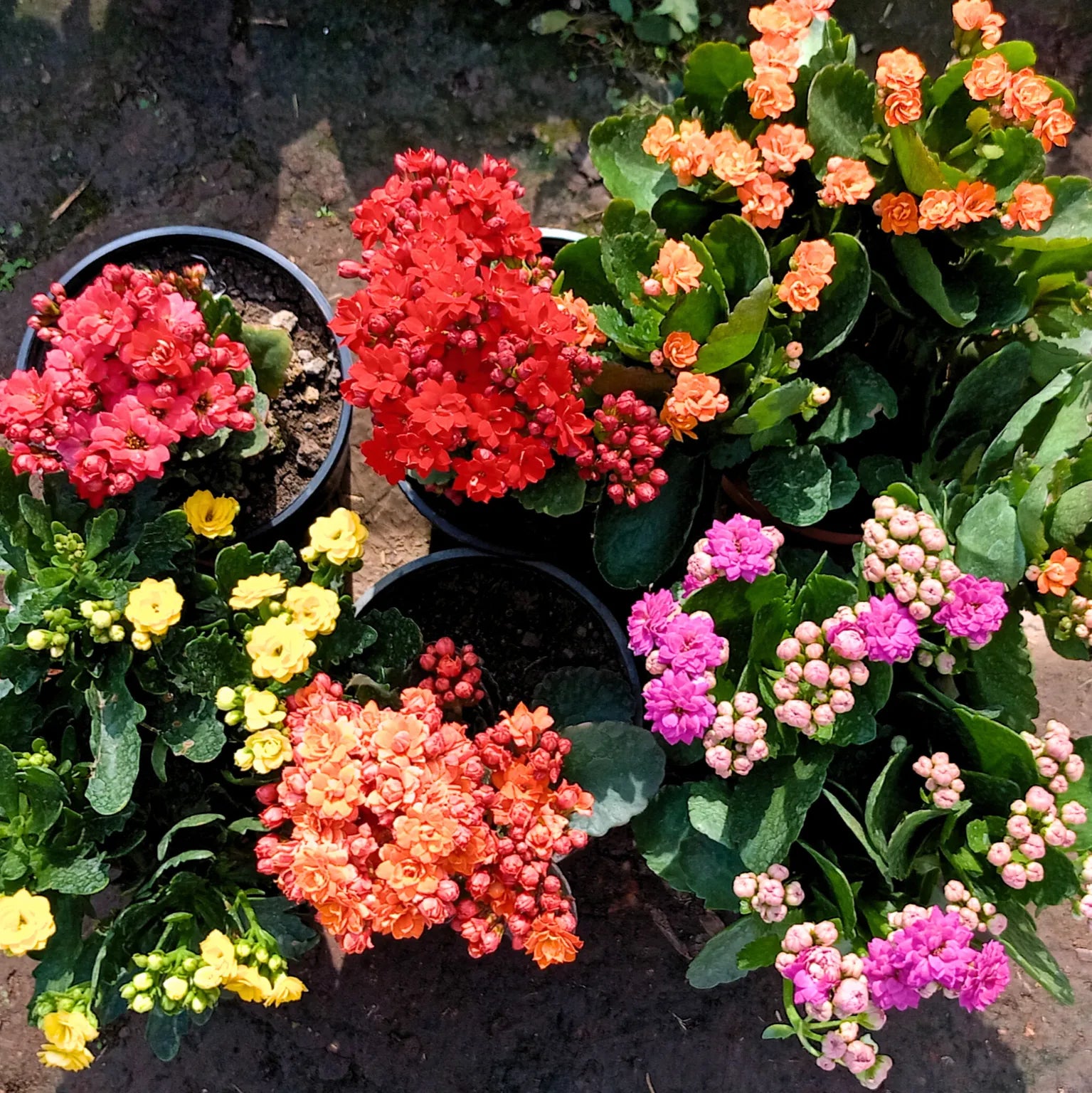 mehrfarbige Flammendes Käthchen Blumensamen zur Aussaat – leuchtend Blüten – Traditionssorte & ohne Gentechnik Samen Hausgarten