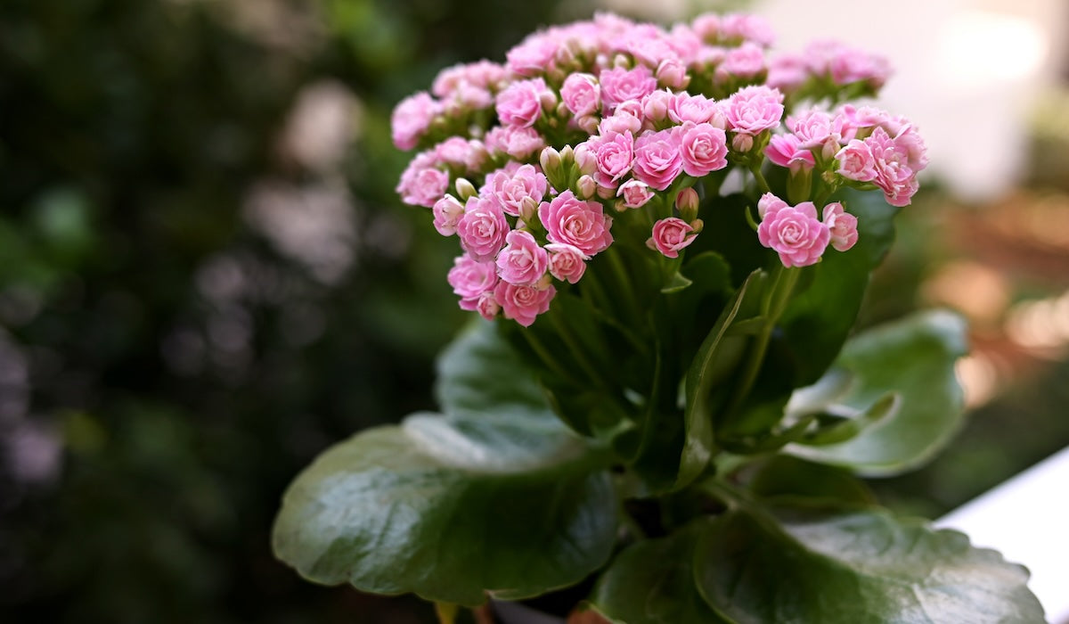 Lila Flammendes Käthchen Blumensamen zur Aussaat lang Blüte Saison Traditionssorte & ohne Gentechnik Samen Hausgarten