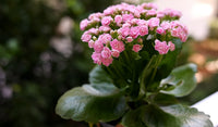 Lila Flammendes Käthchen Blumensamen zur Aussaat lang Blüte Saison Traditionssorte & ohne Gentechnik Samen Hausgarten