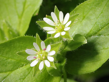 Chickweed Blume Samen zur Aussaat ideal Gardening