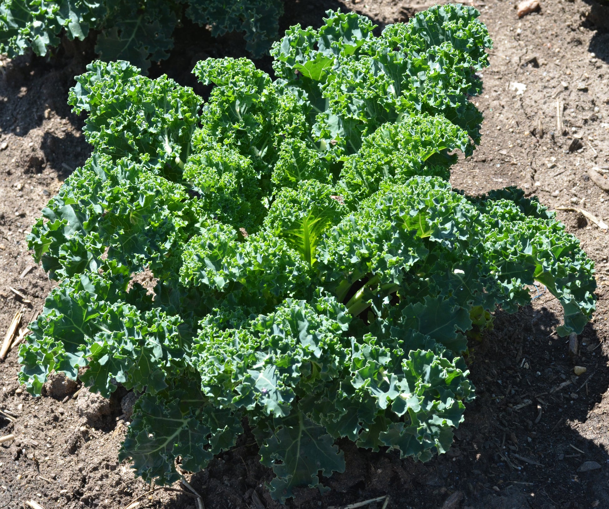 Kale Brassica oleracea Gemüse Samen zum Pflanzen in Gemüse Patch
