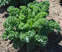 Kale Brassica oleracea Gemüse Samen zum Pflanzen in Gemüse Patch