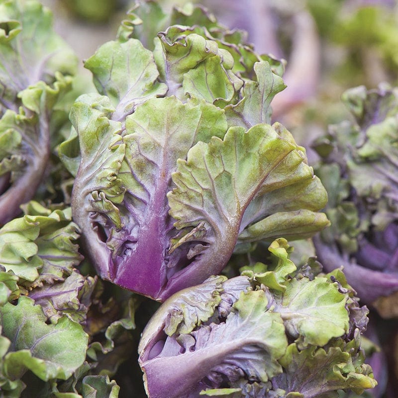 Semi di ortaggi Kalettes viola da piantare