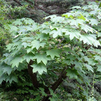 Kalopanax Septemlobus Aralia Samen zur Aussaat – lang Blüte Saison – Traditionssorte & ohne Gentechnik Samen Hausgarten