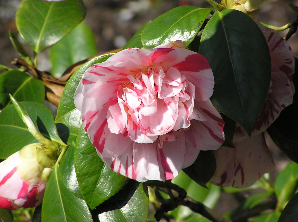 Kamelie Rosa Weiß Blumensamen zur Aussaat – robust Sorte – Traditionssorte & ohne Gentechnik Samen Hausgarten