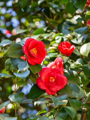 Kamelie Bordeaux Blumensamen zur Aussaat – Bestäuber freundlich – Traditionssorte & ohne Gentechnik Samen Hausgarten