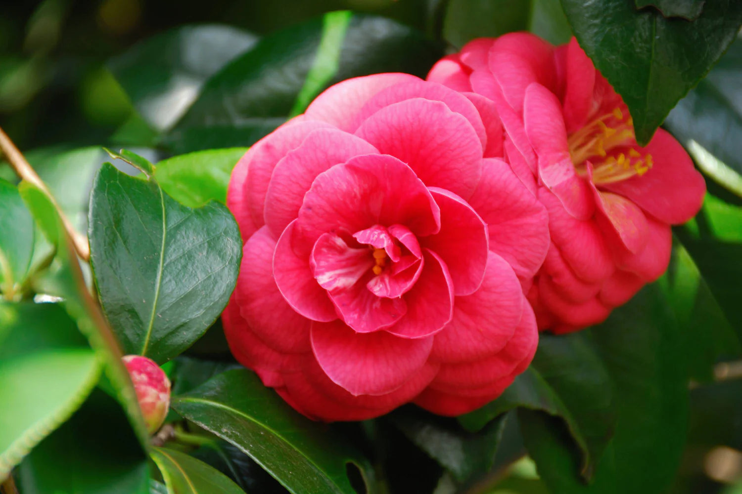 Kamelie Bordeaux Blumensamen zur Aussaat – Bestäuber freundlich – Traditionssorte & ohne Gentechnik Samen Hausgarten