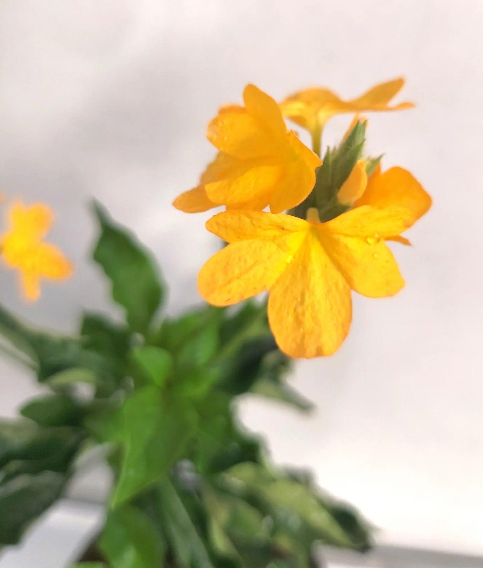 Gelb Crossandra Blumensamen üppig Blüten – ideal Addition Garten Kollektion