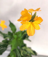 Gelb Crossandra Blumensamen üppig Blüten – ideal Addition Garten Kollektion