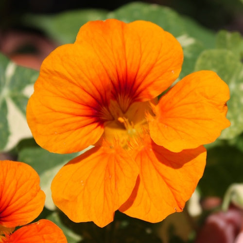 Orange Kapuzinerkresse Blumensamen zur Aussaat – duftend Blüten – Traditionssorte & ohne Gentechnik Samen Hausgarten