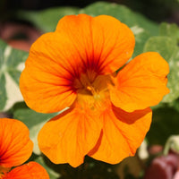 Orange Kapuzinerkresse Blumensamen zur Aussaat – duftend Blüten – Traditionssorte & ohne Gentechnik Samen Hausgarten