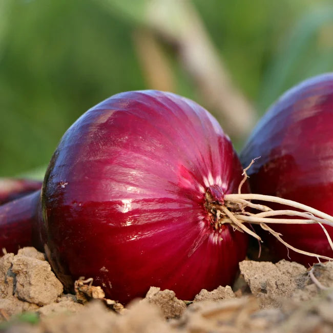 Semi di cipolla rossa per una semina facile