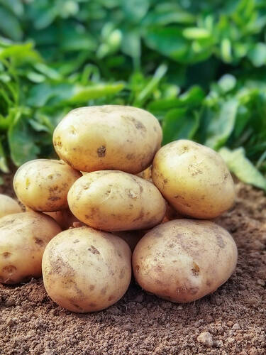 Braun Potato Gemüsesamen für einfache Aussaat
