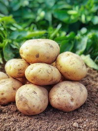Braun Potato Gemüsesamen für einfache Aussaat