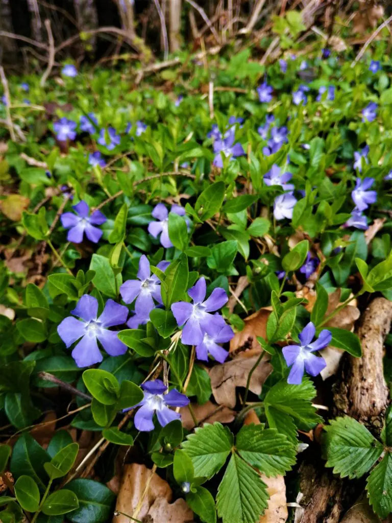 Immergrün Immergrün Blumensamen zur Aussaat duftend Blüten Traditionssorte & ohne Gentechnik Samen Hausgarten
