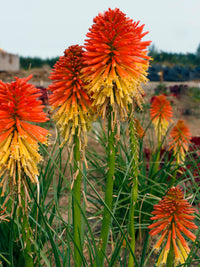 Rot Gelb Kniphofia Blumensamen zur Aussaat – lang Blüte Saison – Traditionssorte & ohne Gentechnik Samen Hausgarten