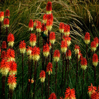 Rot Kniphofia Caulescens Blumensamen zur Aussaat – sonnenliebend – Traditionssorte & ohne Gentechnik Samen Hausgarten
