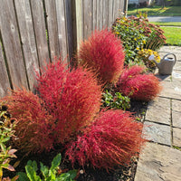 Kochia Samen
