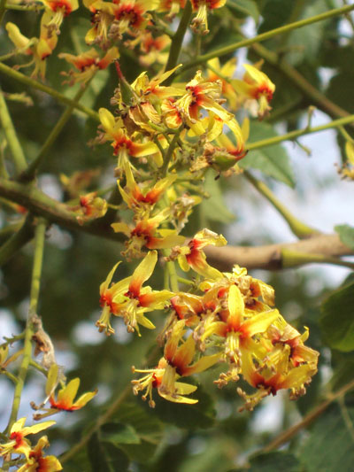 Rot Koelreuteria Blumensamen – einfache Aussaat leuchtend Gärten