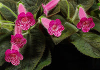 Rosa Kohleria Samen zur Aussaat – leuchtend Blume Kollektion