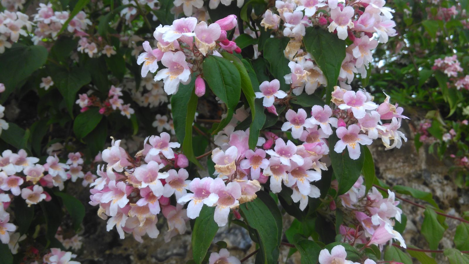 Kolkwitzia blumen blooming in garten