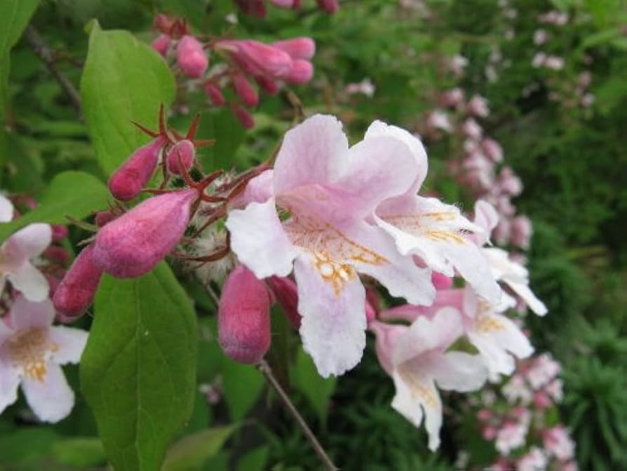 Non gmo kolkwitzia blume samen