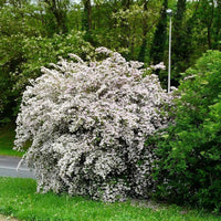 Ornamental kolkwitzia shrub for gardens
