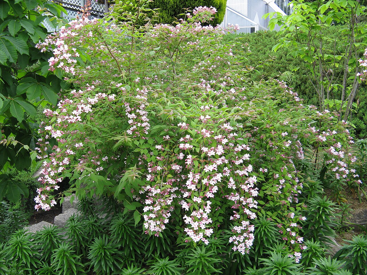 Rosa Linnaea Amabilis Blumensamen zur Aussaat – kompakt Wuchs – Traditionssorte & ohne Gentechnik Samen Hausgarten