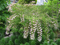 Rosa Linnaea Amabilis Blumensamen zur Aussaat – kompakt Wuchs – Traditionssorte & ohne Gentechnik Samen Hausgarten