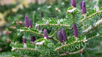 Violett Abies Blumensamen zur Aussaat – farbenfroh Schau – Traditionssorte & ohne Gentechnik Samen Hausgarten