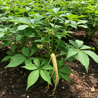Panax ginseng Samen zum Anpflanzen – Koreanischer Ginseng, Traditionell, Gentechnikfrei, Hochwertiges Saatgut für Garten