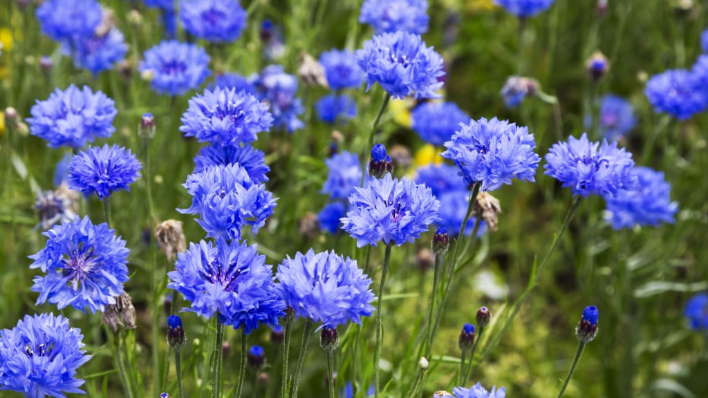 Kornblumenblaue Pflanzsamen für Haus und Garten