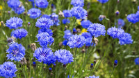 Kornblumenblaue Pflanzsamen für Haus und Garten
