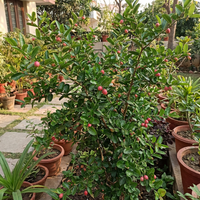 Koromcha Samen Bengalische Pflaume